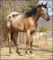 Quel est le nom de cette race qui tient son nom de la rivière Paloose et dont sa robe est souvent tachetée et quelquefois unie ?