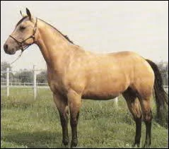 Quelles races sont comprises lorsque l'on parle de races allemandes ?