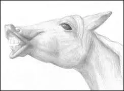 Que fait ce cheval ?