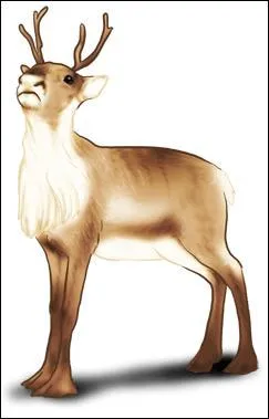 Peut-on avoir un renne dans ma "Bimbo" ?