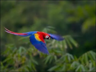 Qui a découvert cette espèce ?