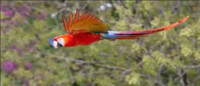 A quel âge peuvent voler les jeunes aras ?