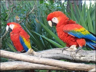 De quel pays est t-il l'oiseau national ?