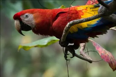 En biologie, de quelles familles fait-il partie ?