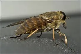 Le mot commence par Mi...