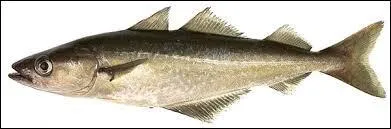 Le mot commence par Mi...