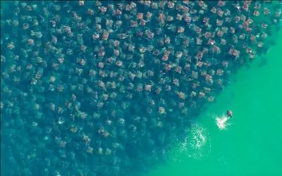 C'est un équipement ménager, bien pratique !