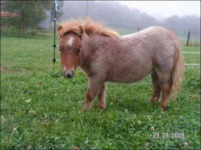 Quelle est cette robe?