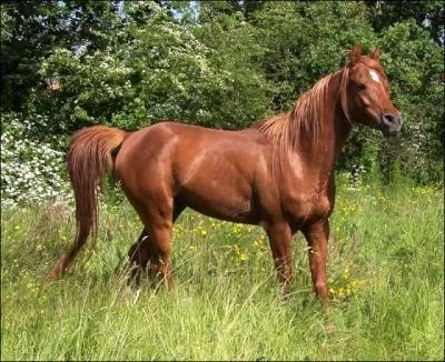 Quelle est cette robe?