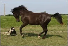 Quelle est cette robe?