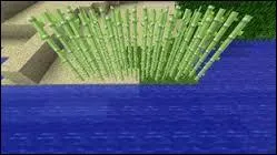 La canne à sucre ne pousse...