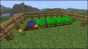 Les carottes se plantent...