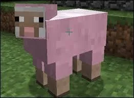 Un mouton nous suit que si on tient...