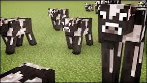 Une vache nous suit si on tient...