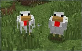 Une poule nous suit si on tient...