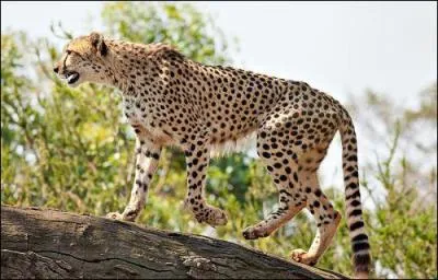 Animal le plus rapide du monde... je suis :