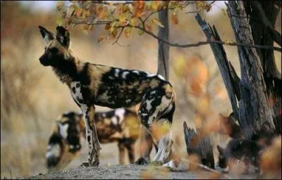 Je cours à environ 71 km/h... je suis :