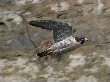 L'oiseau le plus rapide du monde... je suis :