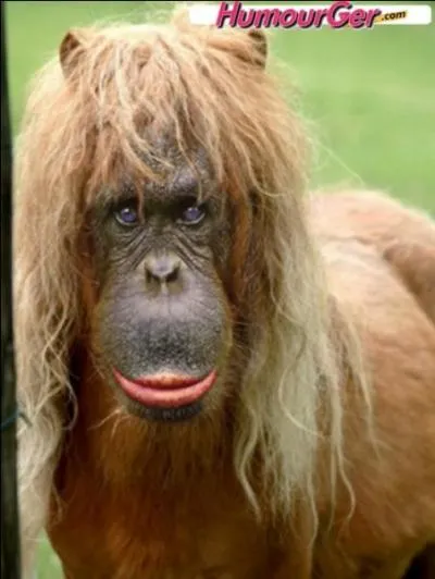 Trouvez la réponse au galop !