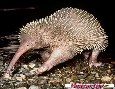 Mais qui peuvent bien être les parents de cette créature étonnante ?