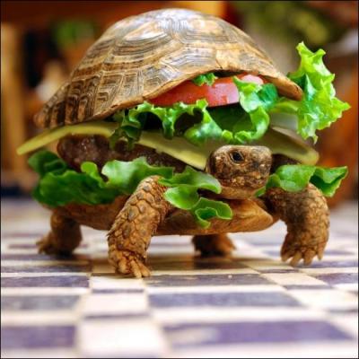 C'est une tortue très particulière, on la trouve en général autour des self-services où elle se nourrit de salades et de tomates, elle adore ça, elle est facile à apprivoiser, surtout si vous vous habillez en clown !