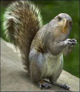 Comment appelleriez-vous cet animal ?