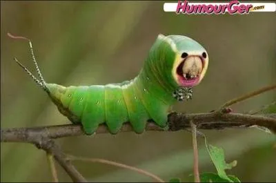 C'est un truquage, et ma foi c'est très bien fait, on dirait vraiment une chenille !