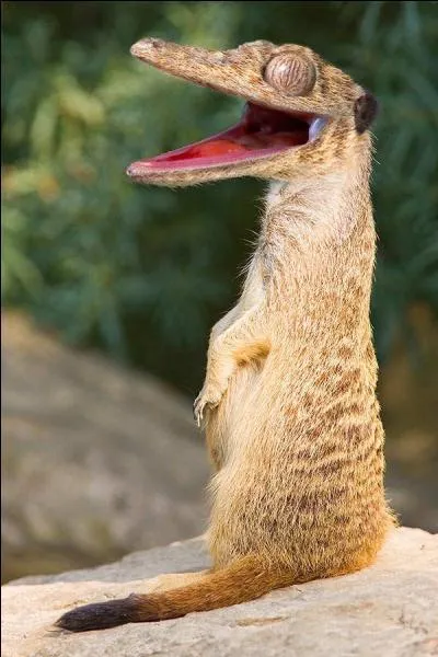 Regardez bien, vous ne verrez pas ça tous, les jours, quel nom lui donnez vous ?
