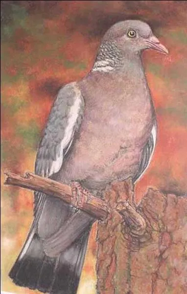 À la Sainte-Colombe, le ... quitte sa colombe !