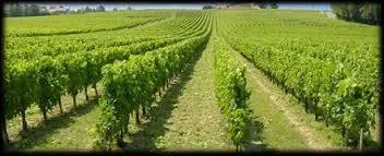 Lequel de ces départements ne produit pas de vin ?