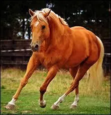 Quelle est la race de ce cheval ?