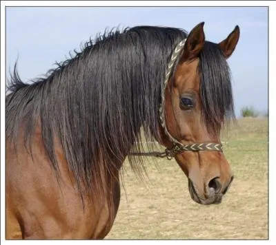 Quelle est la race de ce cheval ?