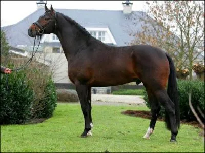 Quelle est la race de ce cheval ?