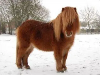 Quelle est la race de ce poney ?
