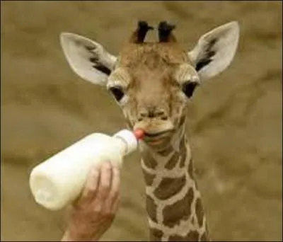 Animaux - Quelle est la taille moyenne d'un girafon à la naissance ?