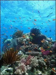 Géographie - Retrouvez l'affirmation erronée concernant la Grande Barrière de corail :
