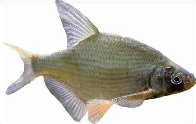 Quel est-ce poisson ?