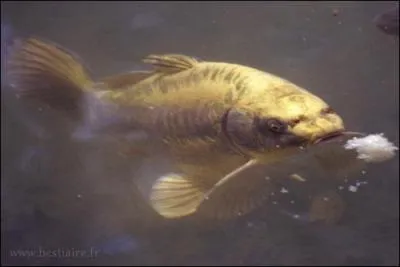 Quel est-ce poisson ?