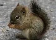 Quiz Animaux