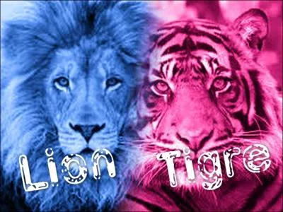 Le lion est le roi de la jungle.