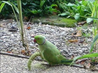 Quand je ne nourris pas les oiseaux, je suis artiste peintre :