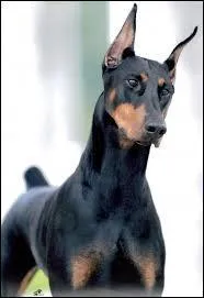 De quelle race est ce chien ?