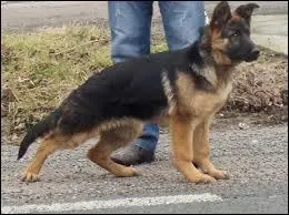 De quelle race est ce chien ?