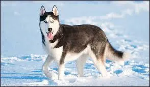 De quelle race est ce chien ?