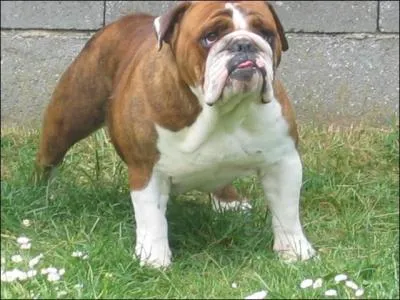 De quelle race est ce chien ?