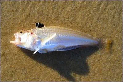 Mer - Ce poisson peut provoquer l'engourdissement et des vertiges grâce à ses épines venimeuses. Quel est son nom ?