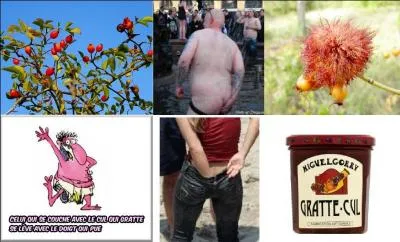 Qu'est-ce que le gratte-cul ?