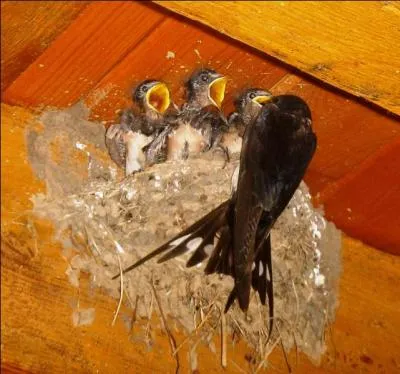 Il est rapporté le cas d'hirondelles qui piquaient sur le dos d'un chat pour lui voler ses poils afin de garnir le nid. (La hulotte n°60 p 17). Est-ce vrai ou faux ?