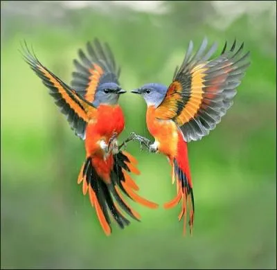 « Dieu aima les oiseaux et inventa les arbres. L'homme aima les oiseaux et inventa..." Complétez cette citation de Jacques Deval, dramaturge français (1895 - 1972).