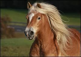 Les humains ont des cheveux, mais comment les "cheveux" des chevaux s'appellent-ils ?